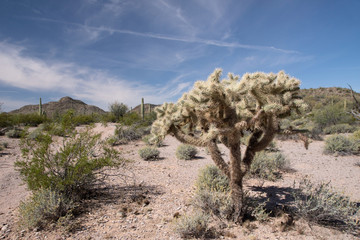 Organ Pipe Cactus N.M., Arizona, USA