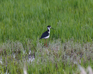 A single Black-necked Stilt in the wetland with green blades of grass.