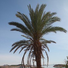 Palma daktylowa w Egipcie