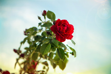 Rose