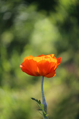 beautiful large red poppy
