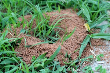 Ants nest with the nature