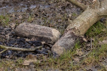 Biber - Zerstörung durch den Biber