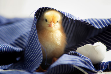 Küken unter der Decke
