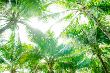 Obrazy na Szkle  liście kokosa