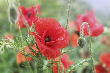 mohnblumen nach einem regenguss