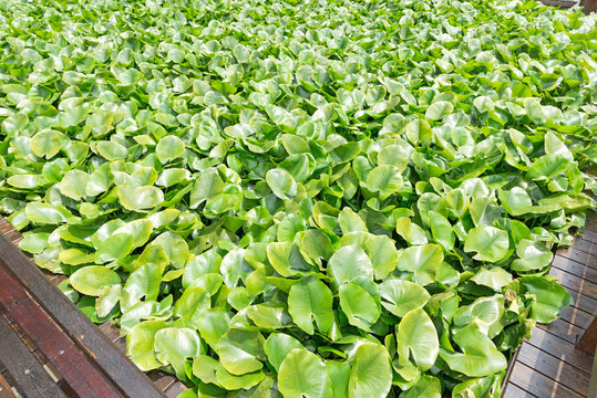 Eichhornia crassipes