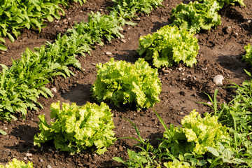 Frischer Salat am Feld