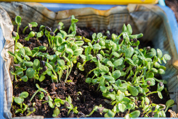 Sunflower Sprouts growing  is a shine  light.