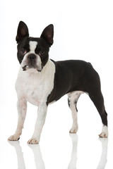 Fototapeta premium Boston Terrier