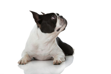 Boston Terrier