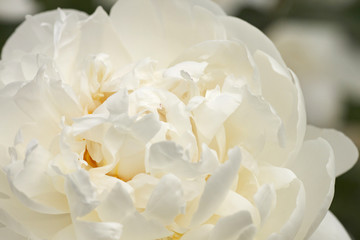 Obraz premium close up of white peony flower