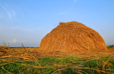 Stacked hay