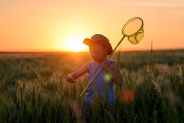 Little boy catching insects at sunset © Daddy Cool