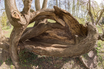 Abstrakter Baumstamm