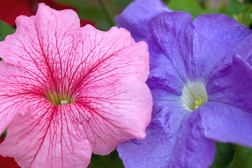 Pink and blue petunia blooms.