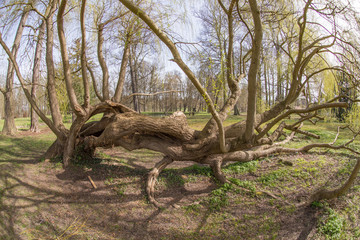 Abstrakter Baumstamm