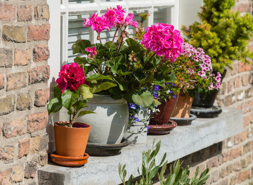 Colorflul blooming plants on a windowsill