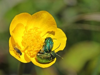 Seidige Fallkäfer (Cryptocephalus sericeus) bei der Paarung 