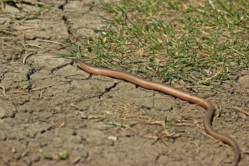 Blindschleiche (Anguis fragilis) am Dörnberg 
