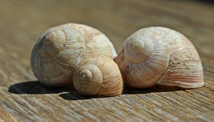 Drei Weinbergschneckenhäuser auf Holz 
