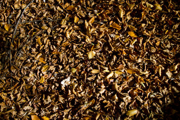 Blätter auf dem Boden