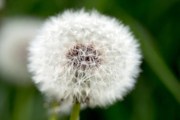 Naklejka premium Dandelion / close up of a Dandelion in a meadow