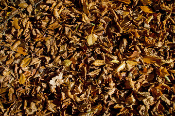 Blätter auf dem Boden