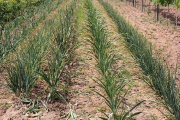 Culture d'échalotes