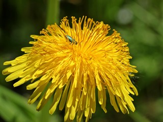 Männlicher Glänzender Blütenprachtkäfer (Anthaxia nitidula) 