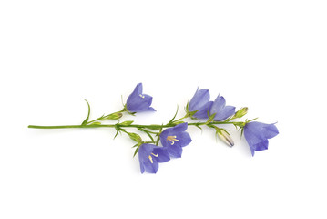 Glockenblumen