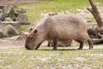 Capybara, hydrochoerus hydrochaeris