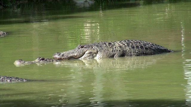 Breeding season of American alligators in Everglades NP. Florida