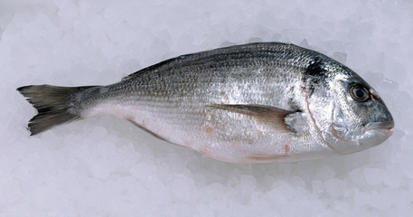 Dorado on ice