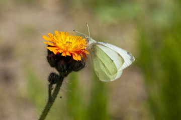 Small white cabbage butterfly on hawkweed flower