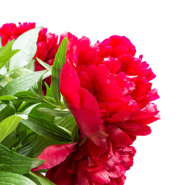 Fototapeta Red Peonies Beautiful Flowers Isolated on White Background