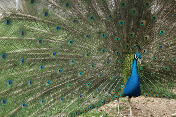 Obraz premium Peacock