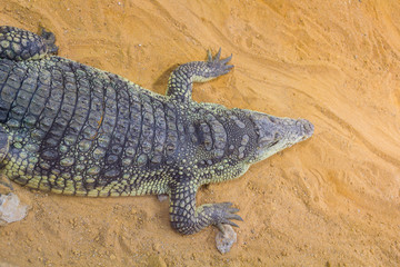 Fototapeta premium group of dangerous Nile crocodiles resting (Crocodylus niloticus
