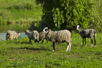 Grazing sheep.