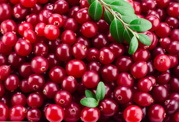 Cranberry with leaves. Red background.