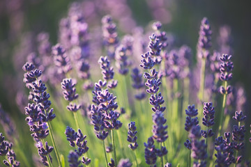 Naklejka premium lavender