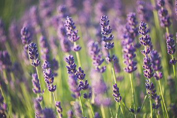 lavender