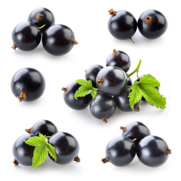 Black currant isolated on white. Collection