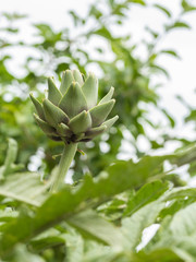 Ripe Artichoke. Close up with natural light. Sicily. 