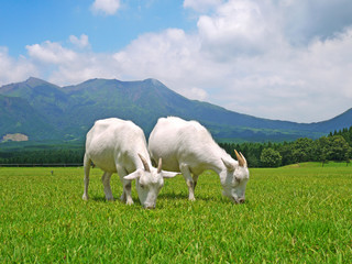 南阿蘇 山麓のヤギ
