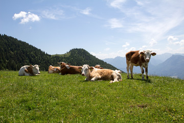 Schafberg / Kühe auf Weide in den Bergen