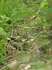 Weibliche Zauneidechse (Lacerta agilis) 