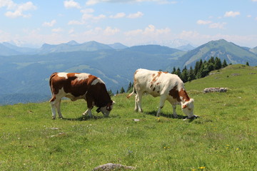 Fototapeta na wymiar Schafberg / Kühe auf Weide in den Bergen