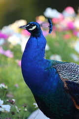 Obraz premium Paw w kwiatach