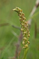 Ohnhorn (Aceras anthropophorum) 